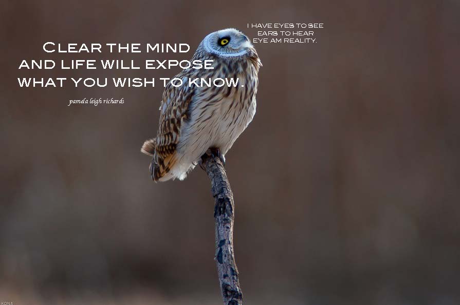 Owl-Facing-UP-Pamela-quote.jpg