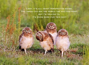 Owls funny