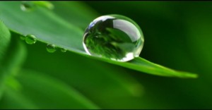 Green leaf water droplet