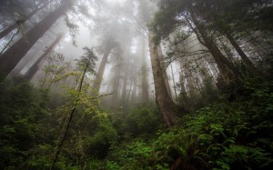 Forest Mist Green