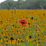 clasping+coneflower+meadow