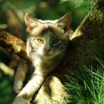 Cat In Tree