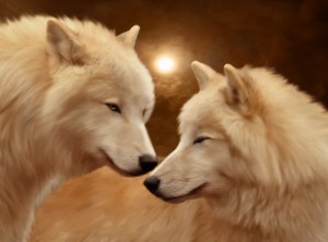 White wolf white wolves totem animal wolf