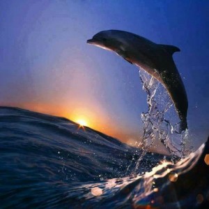 Dolphin flying