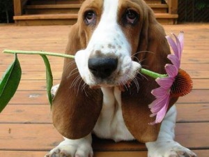 Puppy flower gift