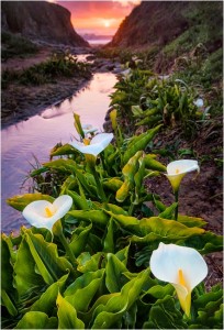 Calla Lilies and Sunset