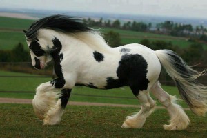 Horse black and white wind run