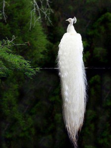 white feathered peacock